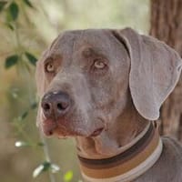BIMBA, Hündin zur Adoption