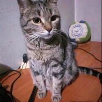 Lia W ~3j verschmust und Menschenbezogen, Katze zur Adoption