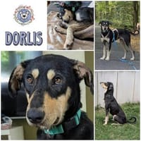 DORLIS * bezauberndes Hundemädchen, Hündin zur Adoption