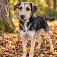 Salo-freundlicher junger Rüde, rundum sozial, Hund zur Adoption