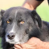 Glihali - zutraulich u. sehr lieb, Hündin zur Adoption