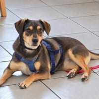 Basil - wartet in 91077 Dormitz, Hund zur Adoption