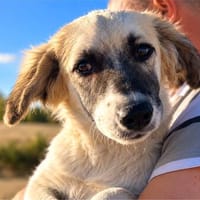 Nola - kleines Hundemädchen sucht ihre Familie, Hündin zur Adoption
