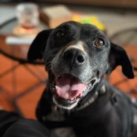 Missi - tolle verschmuste SeniorIn, Hündin zur Adoption
