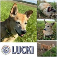 LUCKI * fröhliche Omi möchte loslegen, Hündin zur Adoption