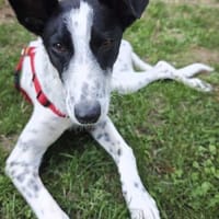 Rosie, lustige Maus, Hündin zur Adoption