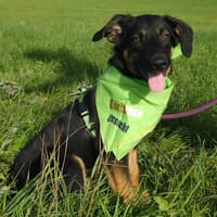 Jon Bon Jovi  ziemlich cool, ziemlich clever und bereit ..., Hund zur Adoption