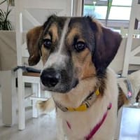 Freya - die anspruchsvolle Hündin für Aktive, Hündin zur Adoption