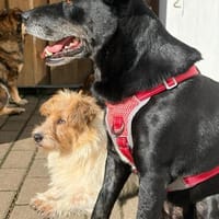 Blacky  - sooo liebevoll, Hündin zur Adoption