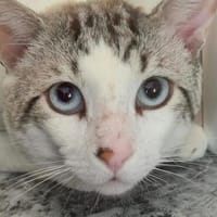 Lieber, sanfter Kater Pampam, Kater zur Adoption