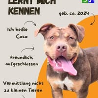 Coco, Hündin zur Adoption