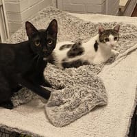 Soziale Katzengeschwister Merlin und Miel, Kater zur Adoption