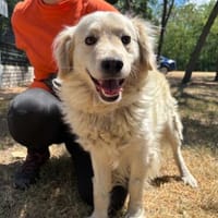 Jakab sucht ganz dringend neues Zuhause/z.Zt.57539 Fürthen, Hund zur Adoption