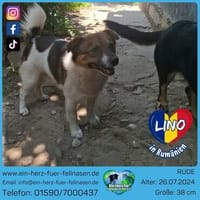 Lino braucht ein neues Zuhause, Hund zur Adoption