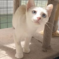 Menschenbezogener, junger Kater Blanco, Kater zur Adoption
