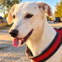 Cleopatra - freundliche Entdeckerin sucht Zuhause, Hündin zur Adoption