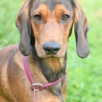 Alpenländische Dachsbracke Ronny sucht ein Zuhause, Hund zur Adoption