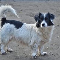 Paula früher Zensi sucht ein neues Zuhause!, Hündin zur Adoption