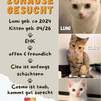 Lumi, Cosmo u. Cleo, Kater zur Adoption