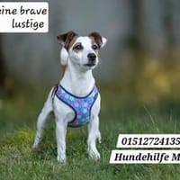 CASSIE brave und lustige Jack Rassel Terrier Hündin), Hündin zur Adoption