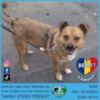 Benji darf nie wieder enttäuscht werden, Hund zur Adoption