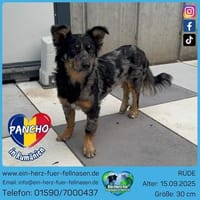 Pancho, kleines Steh-auf-Fellnäschen, Hund zur Adoption