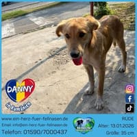 Danny, verfolgt gerne liebe Menschen, Hund zur Adoption