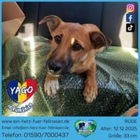 Yago, vom Feld in dein Zuhause?, Hund zur Adoption
