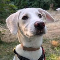 Lumos - junger Herzenshund such sein Für-Immer-Zuhause, Hund zur Adoption