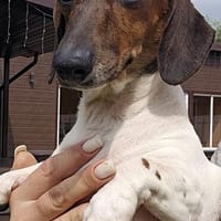 KELLY sucht eine neue Familie!, Hündin zur Adoption