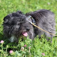 🐶Kleine Herzenshündin Harley🐶, Hündin zur Adoption