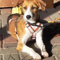 Meili möchte so gerne in einer Familie aufwachsen, Hündin zur Adoption