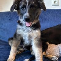 Der mutige junge Loris will in ein tolles Leben starten!, Hund zur Adoption