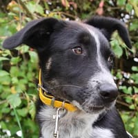 Der freundliche junge Leander sucht sein Glück!, Hund zur Adoption
