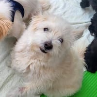 Clown Mino, Hund zur Adoption