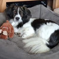 Narris, geb. ca. 01/2024, 23556 Lübeck, Hund zur Adoption