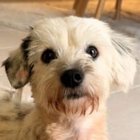 Dora, geb. ca. 09/2023, Telgte, Hündin zur Adoption