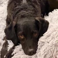 Quintino-freundlich und lieb, Hund zur Adoption