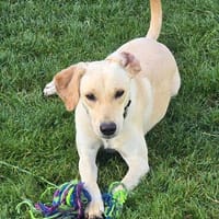 Shannon -noch unsicher, aber neugierig-, Hündin zur Adoption