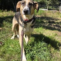 Valentin sucht erfahrene Menschen + Hundekumpel, Hund zur Adoption