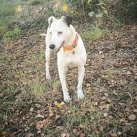 Tris, ruhig und liebevoll wartet er auf dich, Hund zur Adoption