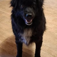 Ängstlicher Yuma: sanfter Rüde, Hund zur Adoption
