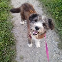 Wanda  eine besondere Seele sucht ihre Menschen, Hündin zur Adoption