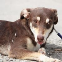 Elijah ist einfach nur süß, lieb und sozial!, Hund zur Adoption