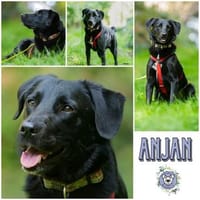 ANJAN * LabbiMix mit Format und in lackschwarz, Hund zur Adoption