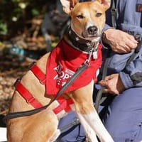 Olimpo sucht seine Menschen, Hund zur Adoption
