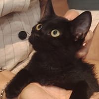 PRUNE, chatte à adopter