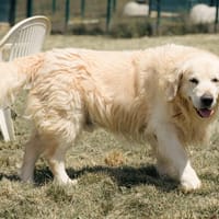 NOVAK CHAO, chien à adopter