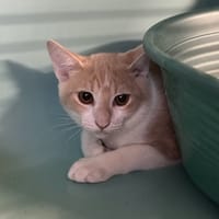 BONY, chat à adopter