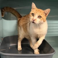 MUSCLOR, chat à adopter
